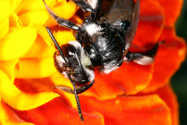 Andrena agilissima - Copyright Denis Bourgeois